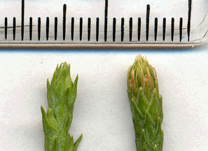 Sequoiadendron giganteum