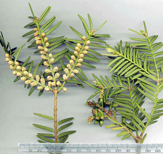 Torreya nucifera