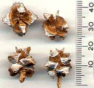 Thujopsis dolabrata