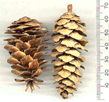 Tsuga mertensiana grandicona