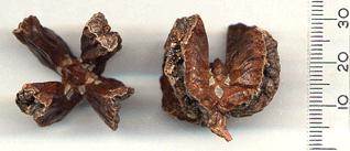 Widdringtonia cedarbergensis