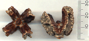 Widdringtonia schwarzii