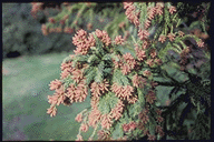 Cryptomeria japonica