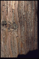 Cunninghamia lanceolata