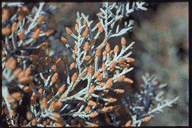 Cupressus arizonica glabra