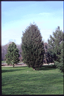 Cupressus dupreziana