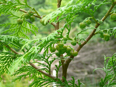 Chamaecyparis taiwanensis
