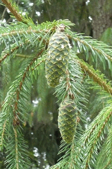 Picea brachytyla rombisquamea
