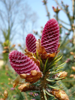 Picea likiangensis var. forrestii