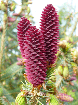 Picea likiangensis var. forrestii
