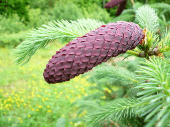 Picea likiangensis var. forrestii