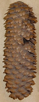 Picea asperata var. heterolepis