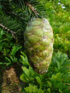 Picea neoveitchii