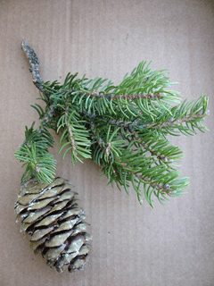 Picea neoveitchii