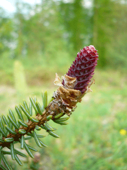 Picea asperata var. notabilis