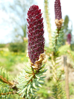 Picea asperata var. notabilis