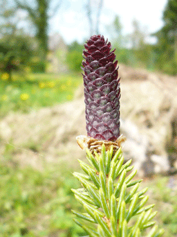 Picea asperata var. notabilis