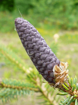 Picea asperata var. notabilis