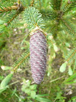 Picea asperata var. notabilis