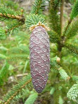 Picea asperata var. notabilis
