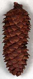 Picea asperata var. notabilis