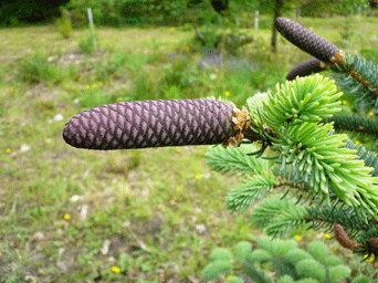 Picea asperata var. ponderosa