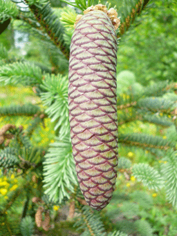 Picea asperata var. ponderosa