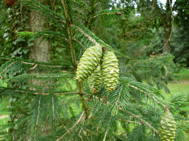 Picea watsoniana
