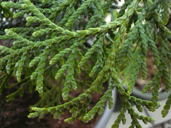 Thuja plicata