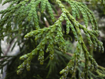 Thuja plicata