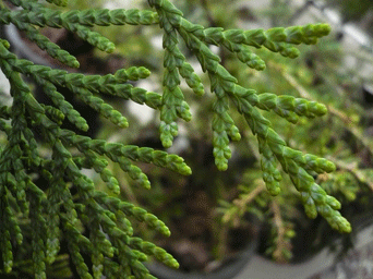 Thuja plicata