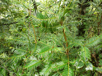 Torreya fargesii