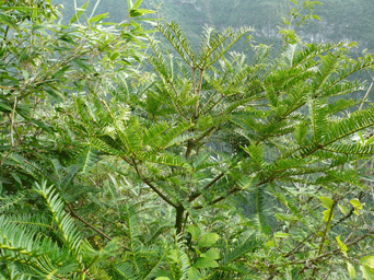 Torreya fargesii