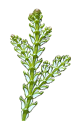 Thujopsis dolabrata - leaves, lower side Access to Photo Gallery &copy; Arboretum de Villardebelle