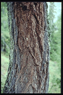 Larix decidua