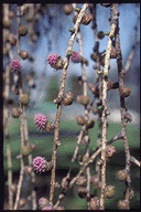 Larix decidua