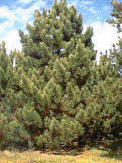 Pinus resinosa at Lovett Pinetum - Missouri