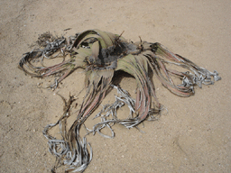 Welwitschia mirabilis