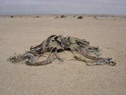 Welwitschia mirabilis