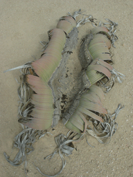 Welwitschia mirabilis