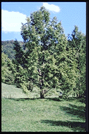 Metasequoia glyptostroboides