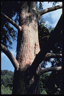 Metasequoia glyptostroboides