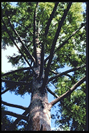 Metasequoia glyptostroboides