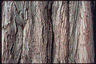 Metasequoia glyptostroboides