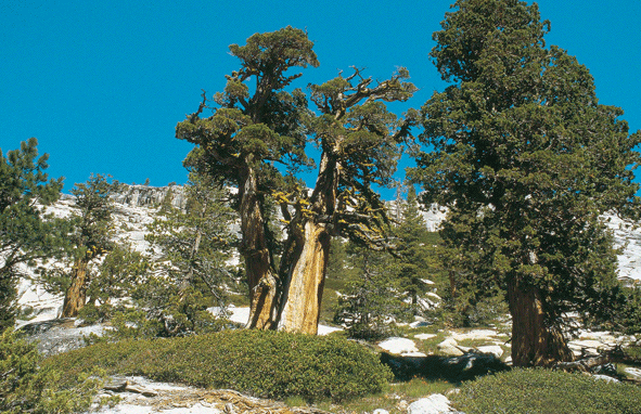 Juniperus occidentalis