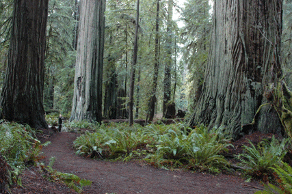 Sequoia sempervirens