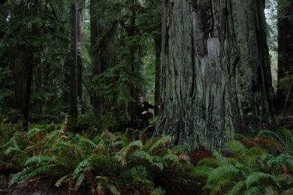 Sequoia sempervirens