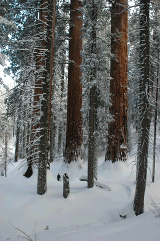 Sequoiadendron giganteum