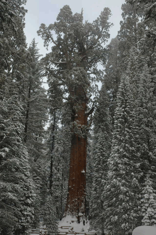 Sequoiadendron giganteum