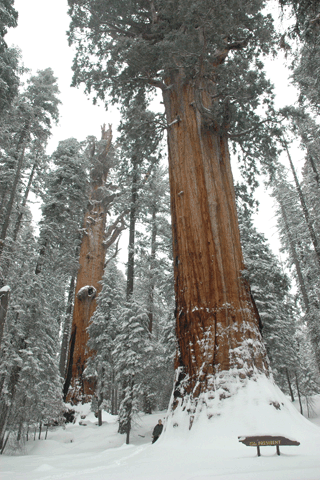 Sequoiadendron giganteum